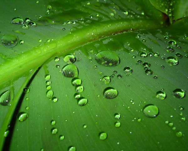 水果血橙的营养成分，水果罐头的营养成分和配料