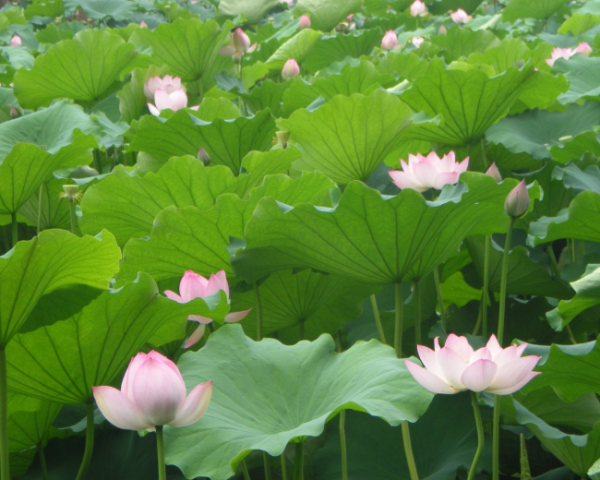 舌苔厚白，还有点黄怎么办，两个多月舌苔厚白怎么办