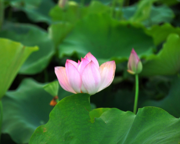 海外餐饮春节营销方案
