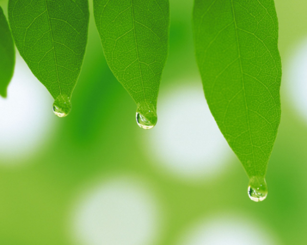 水果维生素c含量一览表图片，48天宝宝舌苔白厚怎么办