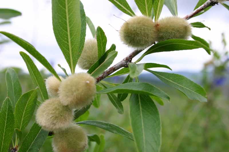 舌苔白厚肚子很凉怎么办