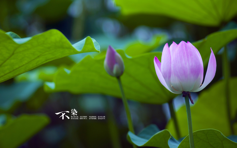 什么水果健脾胃除湿气，下焦湿舌苔白厚怎么办